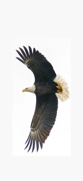 Bald Eagle 1.25"x3" Double Sided Photo Keychain